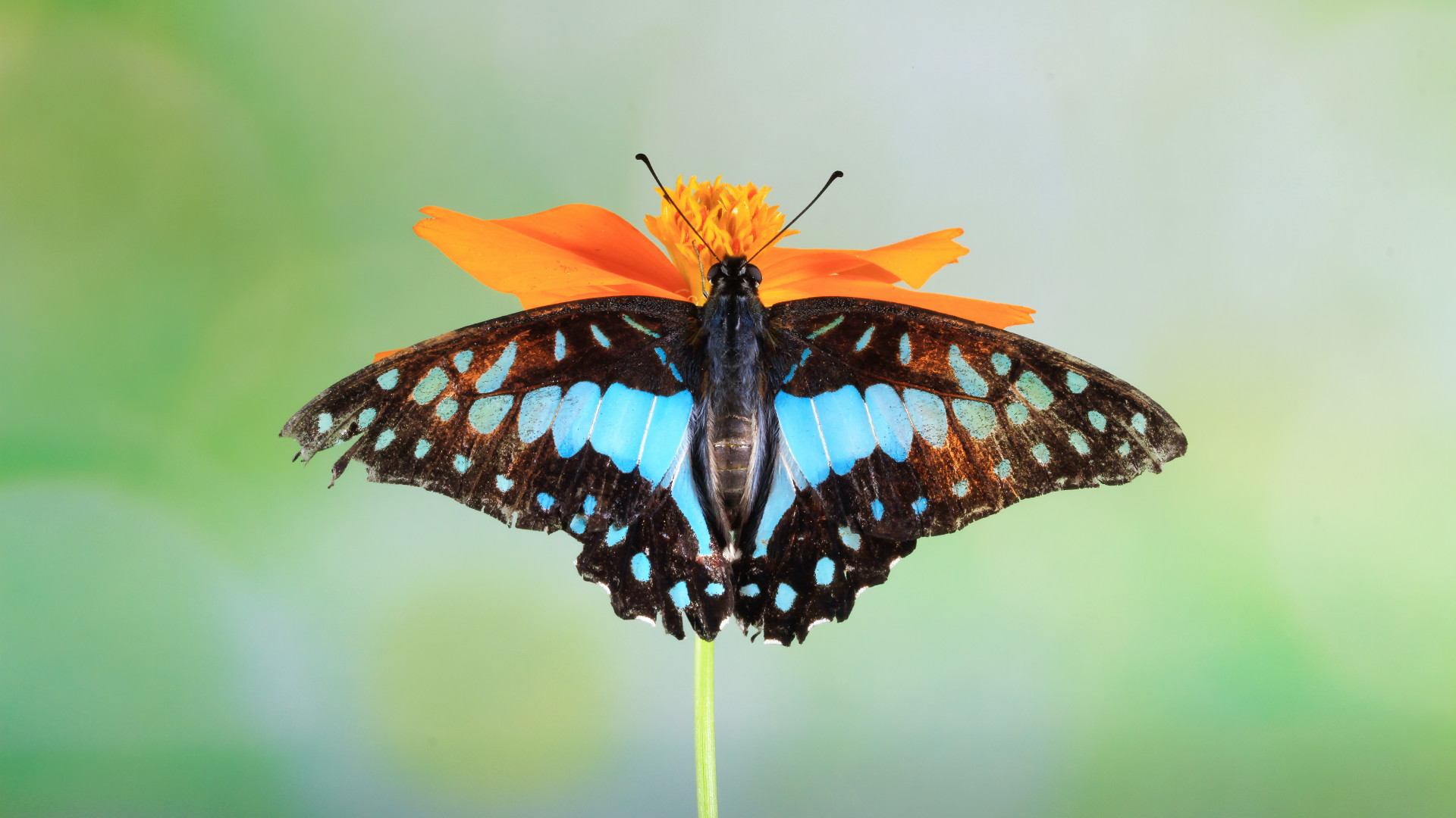 Découvrir la biodiversité autrement dans une serre immersive