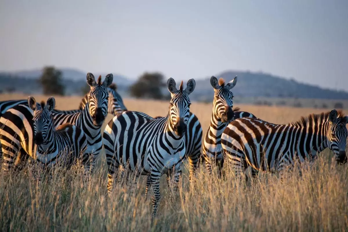 Faire un safari en Tanzanie