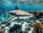 Requins de l'île Maurice