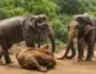 animaux dangereux sri lanka